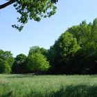 Naturlandschaft am Rhein