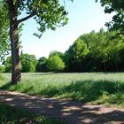 Naturlandschaft bei Worms am Rhein