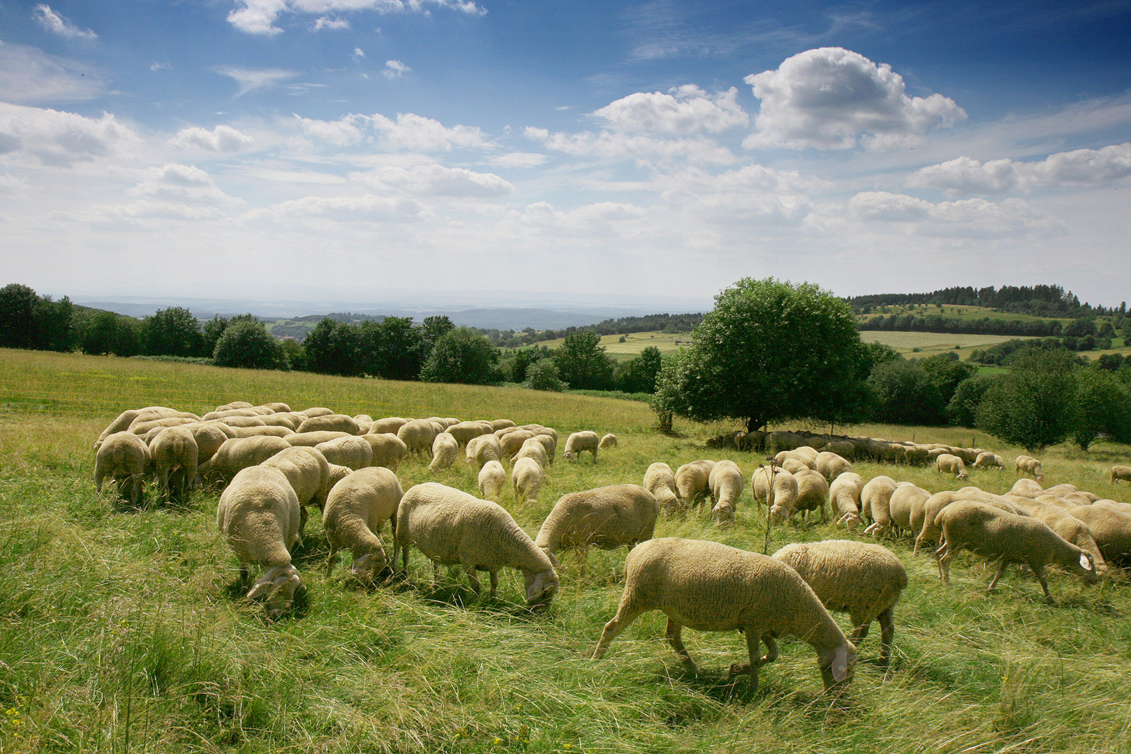 Naturlandschaft Hoherodskopf