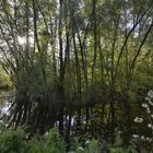 NATURLANDSCHAFT IN BERLIN: AM TEGELER-FLIEß