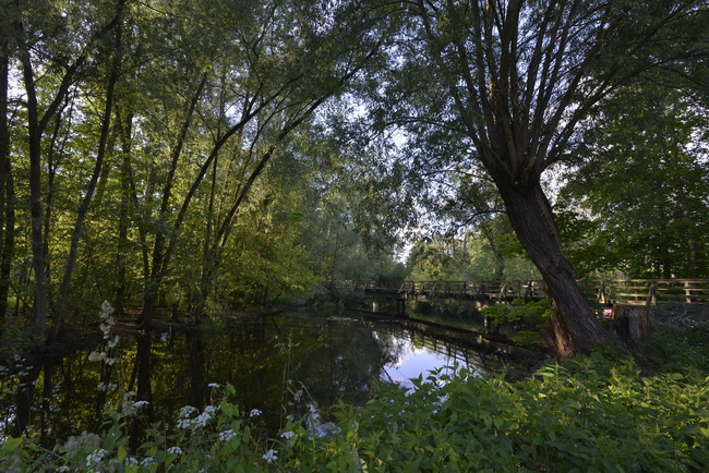 Naturlandschaft in Berlin - das Tegeler Fließ