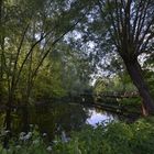 Naturlandschaft in Berlin - das Tegeler Fließ