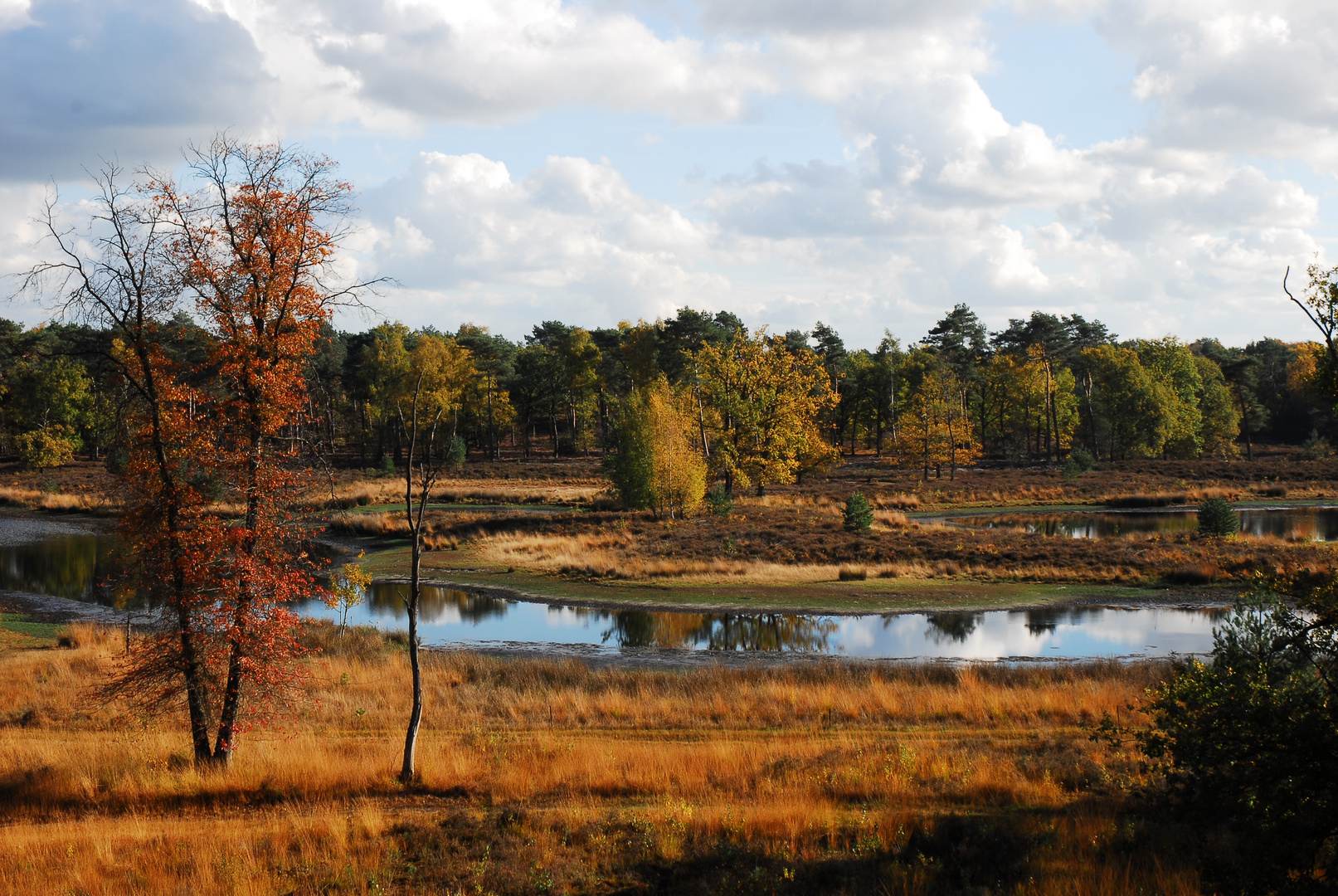 Naturlandschaft Maasdünen