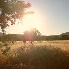 Naturlandschaft Son Sardina, Mallorca