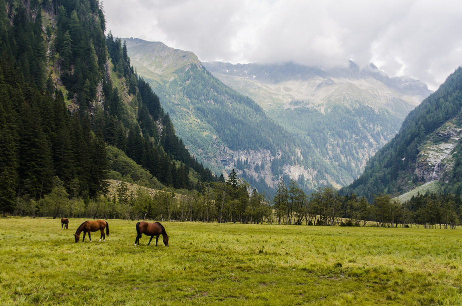 Naturlehrpfad am Stappitzer See bis hin zur Schwussner Hütte