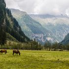 Naturlehrpfad am Stappitzer See bis hin zur Schwussner Hütte