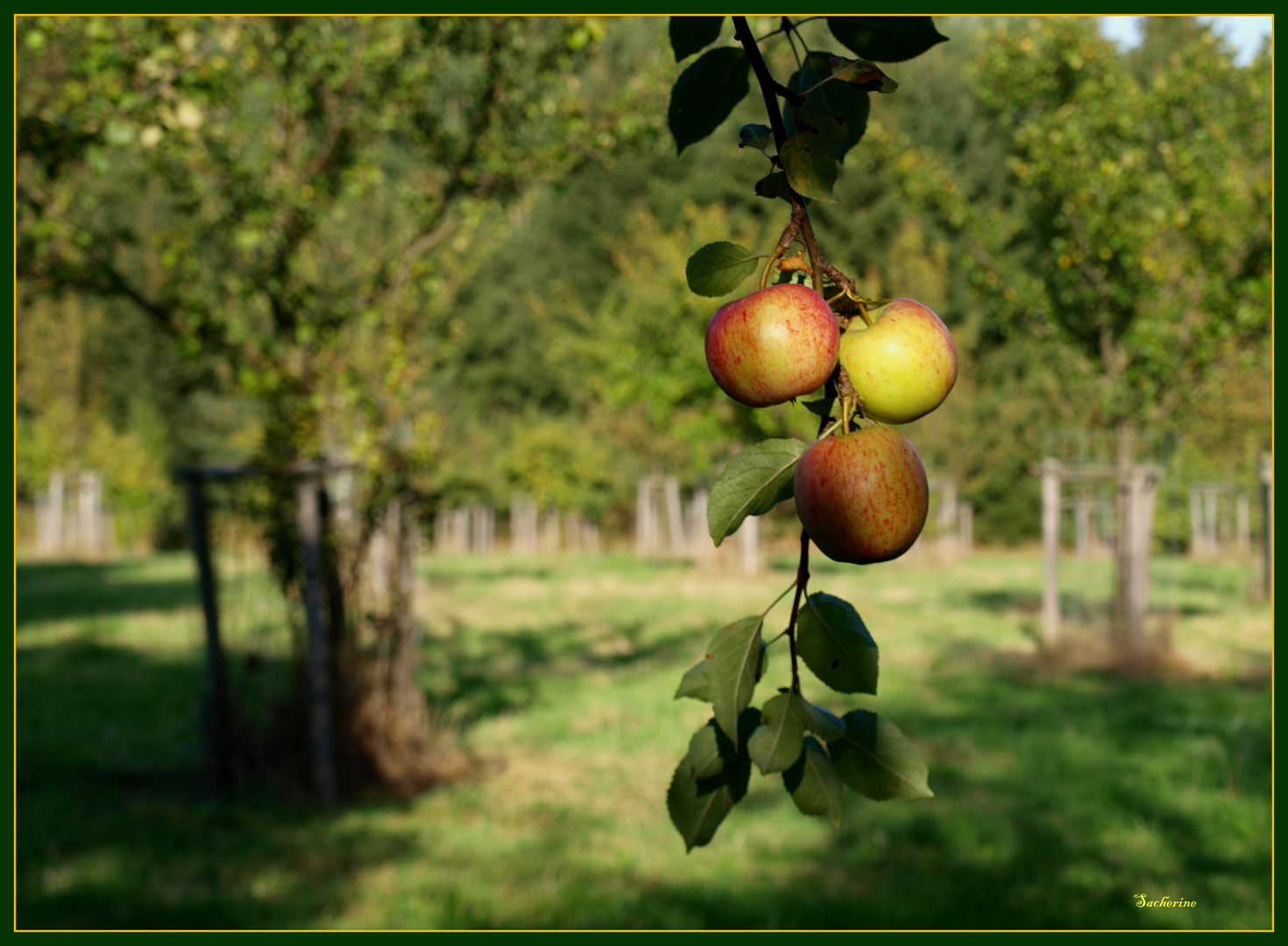 Naturlehrpfad Dörfel