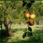 Naturlehrpfad Dörfel