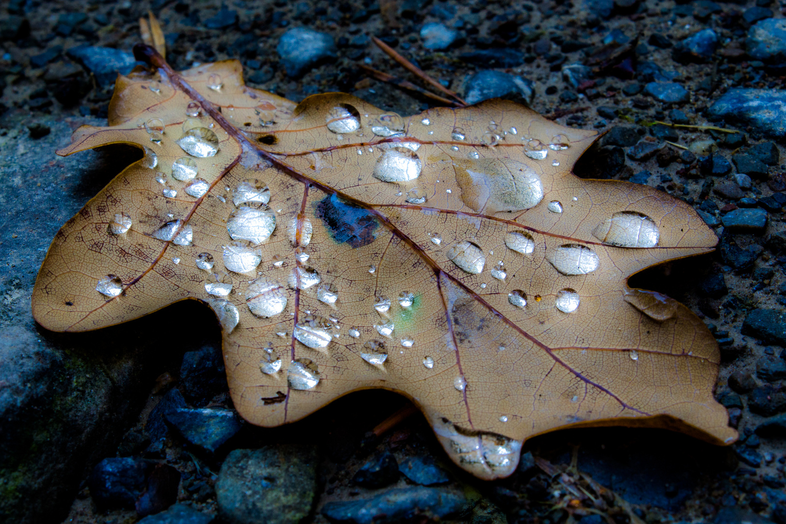 Naturlichter