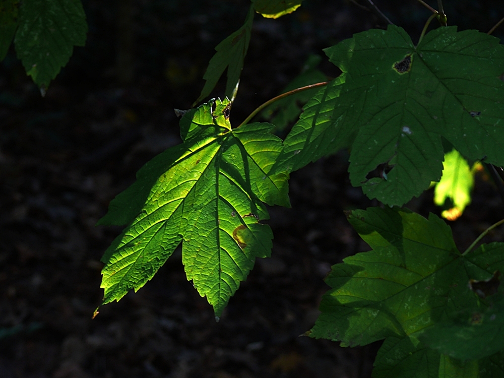 Naturlichtlein