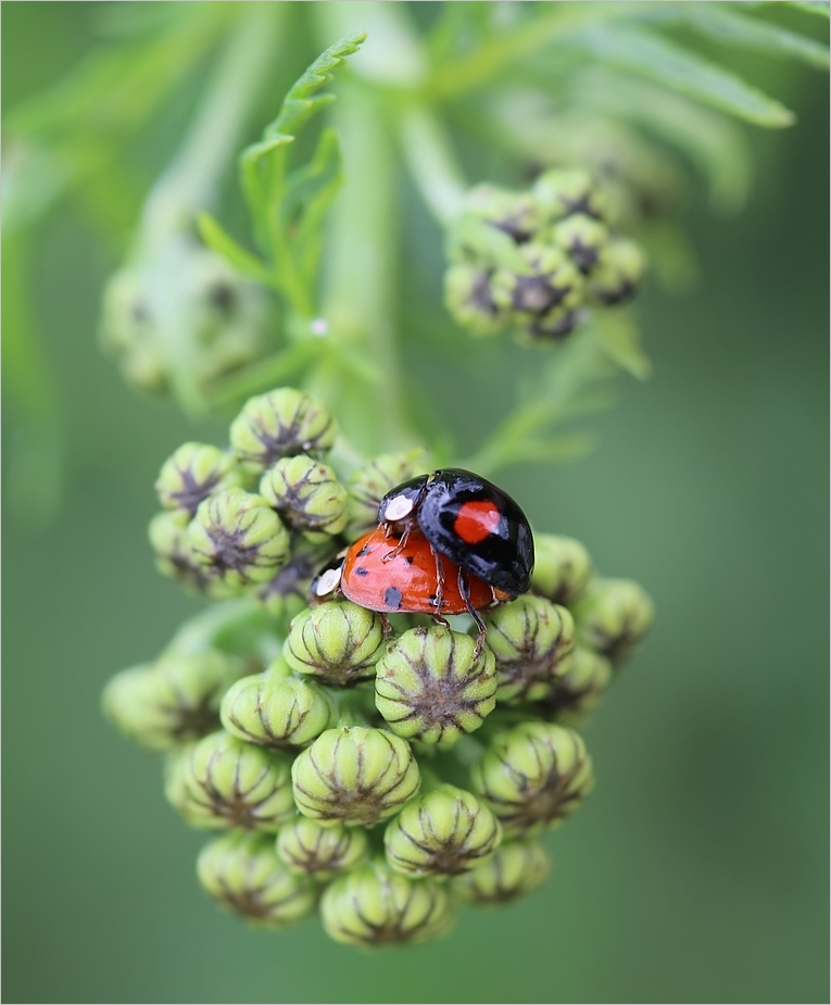 (Natur)Liebe