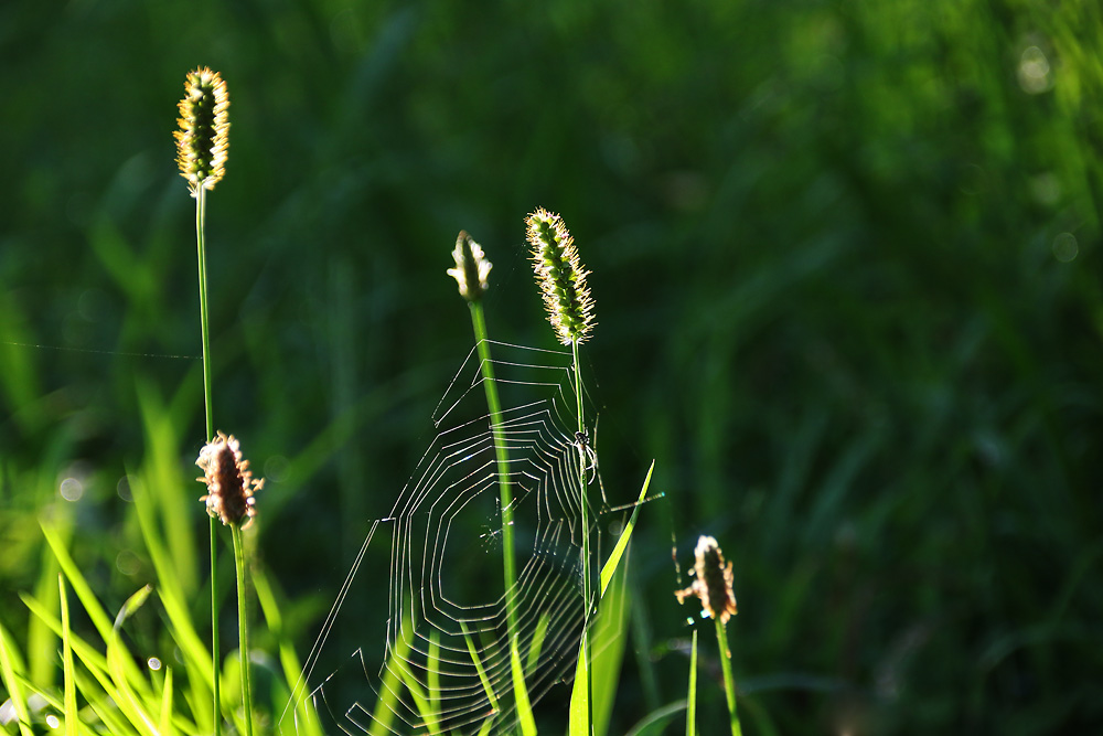 Naturmomente im Gegenlicht