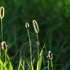 Naturmomente im Gegenlicht