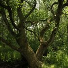 naturnahe Wälder ...