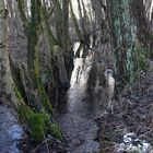 Naturnaher Bachverlauf im Kranenburger Bruch