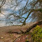 naturnaher Bodensee