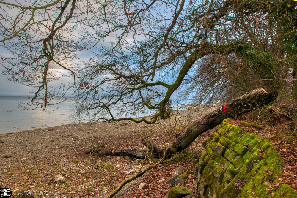 naturnaher Bodensee