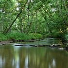 Naturnaher Flusslebensraum im Tiefland