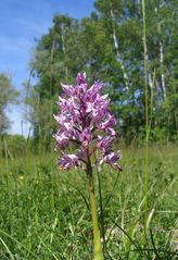 Naturorchidee, Fohlenweide am Lech