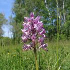 Naturorchidee, Fohlenweide am Lech