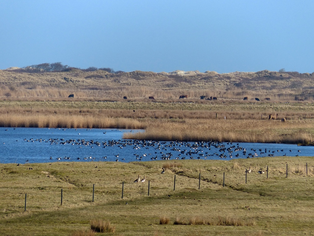 Naturparadies im Borkumer Ostland