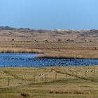 Naturparadies im Borkumer Ostland