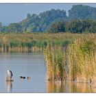 Naturparadies Neusiedlersee