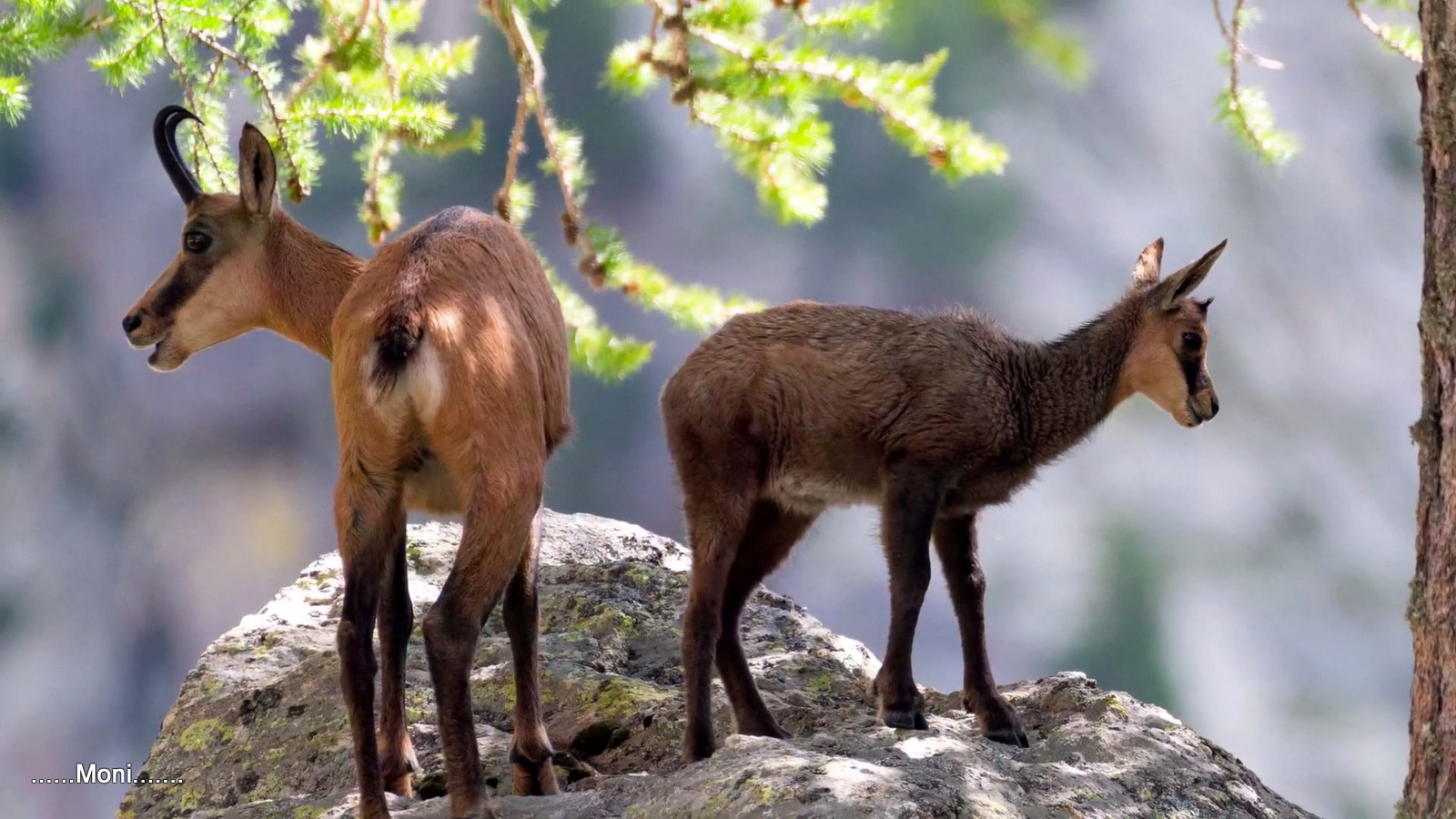 Naturparadiese ohne Jagd – Schweizer Nationalpark