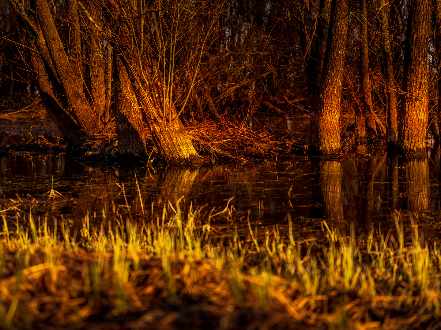 Naturpark am Oderbruch