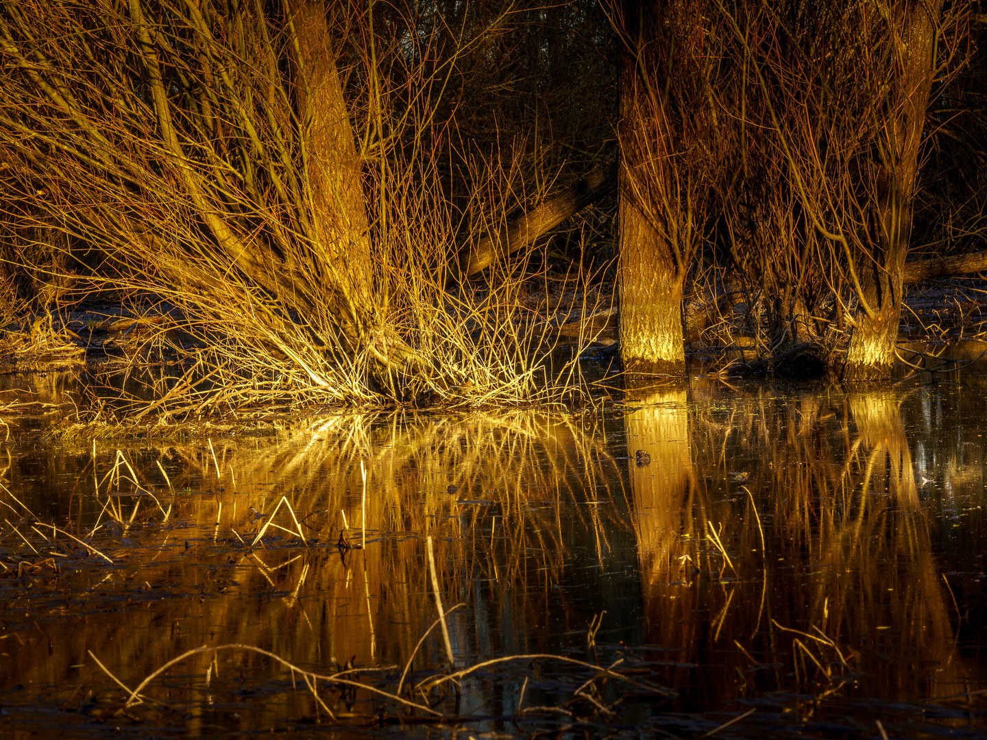 Naturpark am Oderbruch