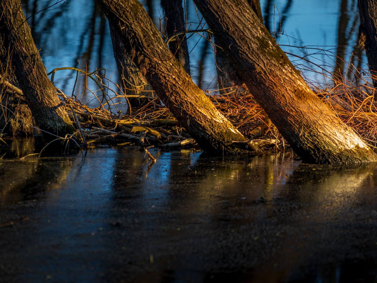 Naturpark am Oderbruch