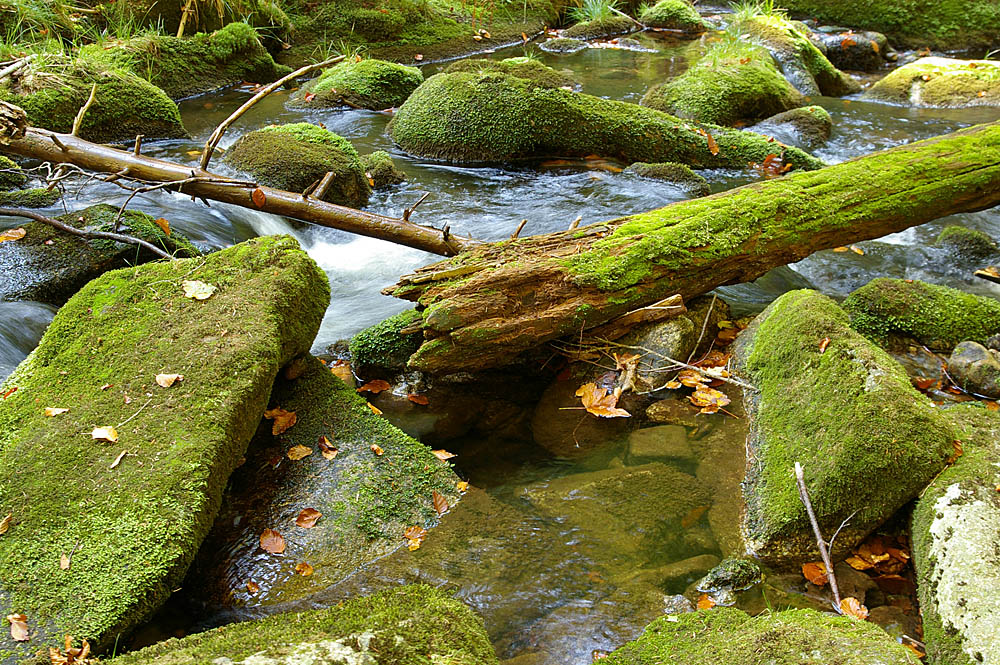 Naturpark Bayrischer Wald