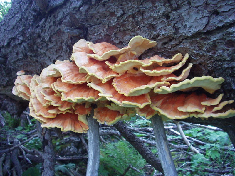 Naturpark Berchtesgaden