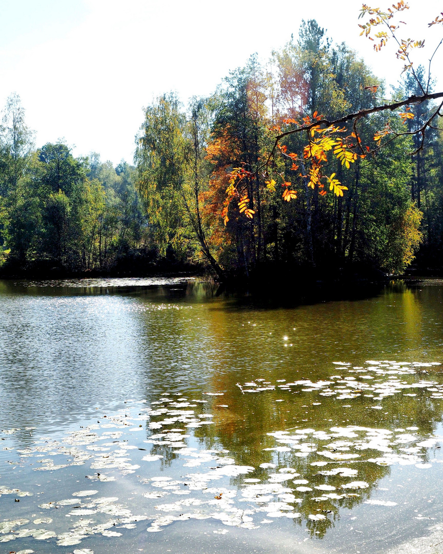 Naturpark Blockheide (6)