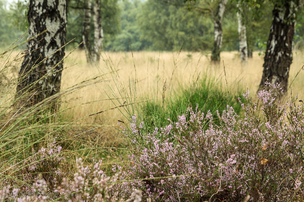 Naturpark "De Meinweg"