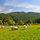 Naturpark Diemelsee