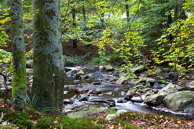 Naturpark Eifel - Hohes Venn - Spätsommer