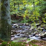 Naturpark Eifel - Hohes Venn - Spätsommer