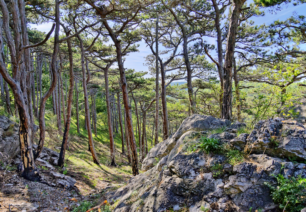 Naturpark Föhrenberge Mödling