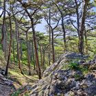 Naturpark Föhrenberge Mödling