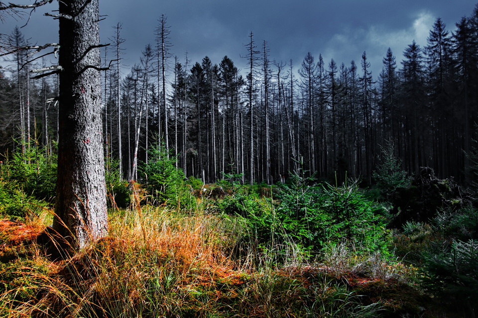 Naturpark HARZ 2018