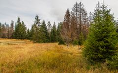 Naturpark Harz_D4A6776