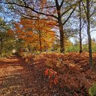 Naturpark Hohe Mark, Haltern