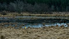 Naturpark Hohes Venn-Eifel-2