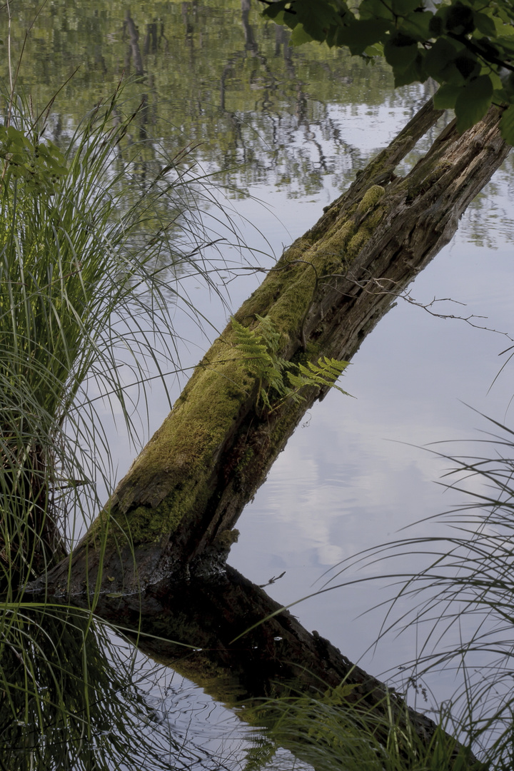 Naturpark Jasmund