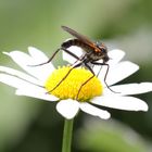 Naturpark LECH - Martinau ...im Lechtal