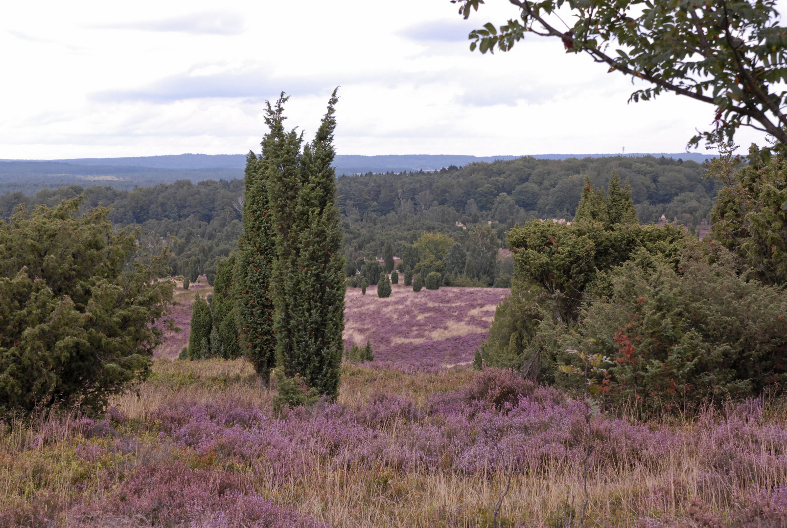 Naturpark Lüneburger Heide