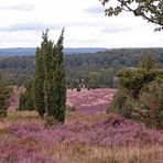 Naturpark Lüneburger Heide