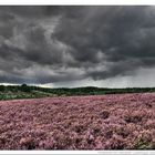 Naturpark Lüneburger Heide - in voller Blüte vor Gewitterhimmel HDR