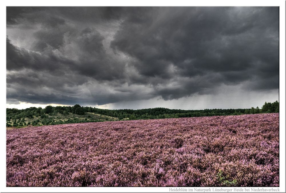 Naturpark Lüneburger Heide - in voller Blüte vor Gewitterhimmel HDR